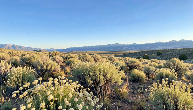 A wide sagebrush hillside in early summer covered with low cream flowered shrubs under a high blue sky, distant mountains, warm morning light